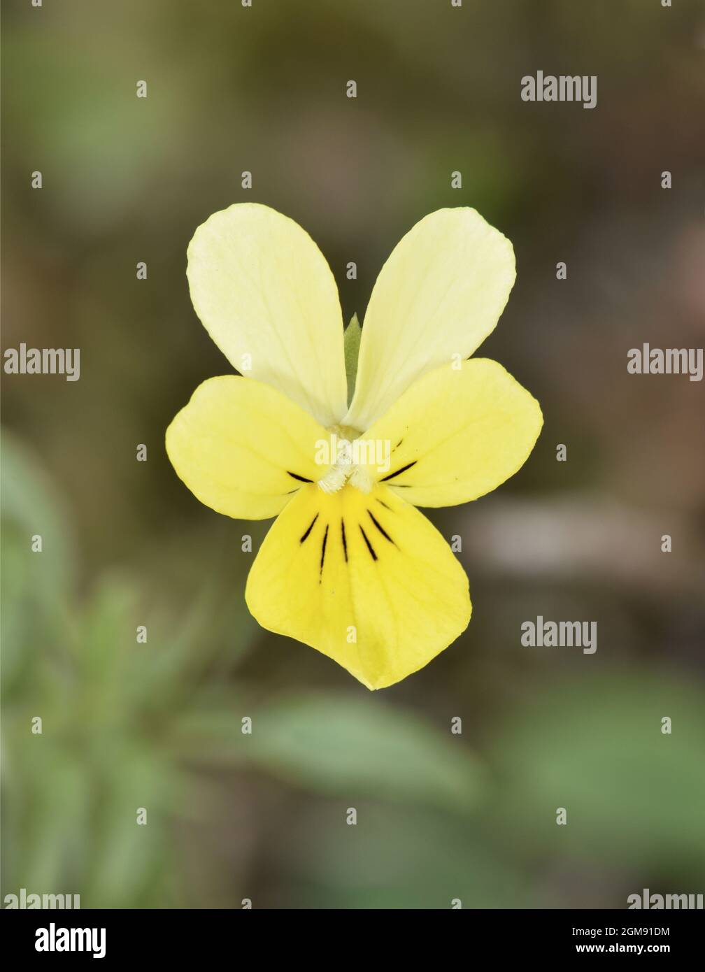 Dune Pansy - Viola tricolore ssp. Curtisii Foto Stock