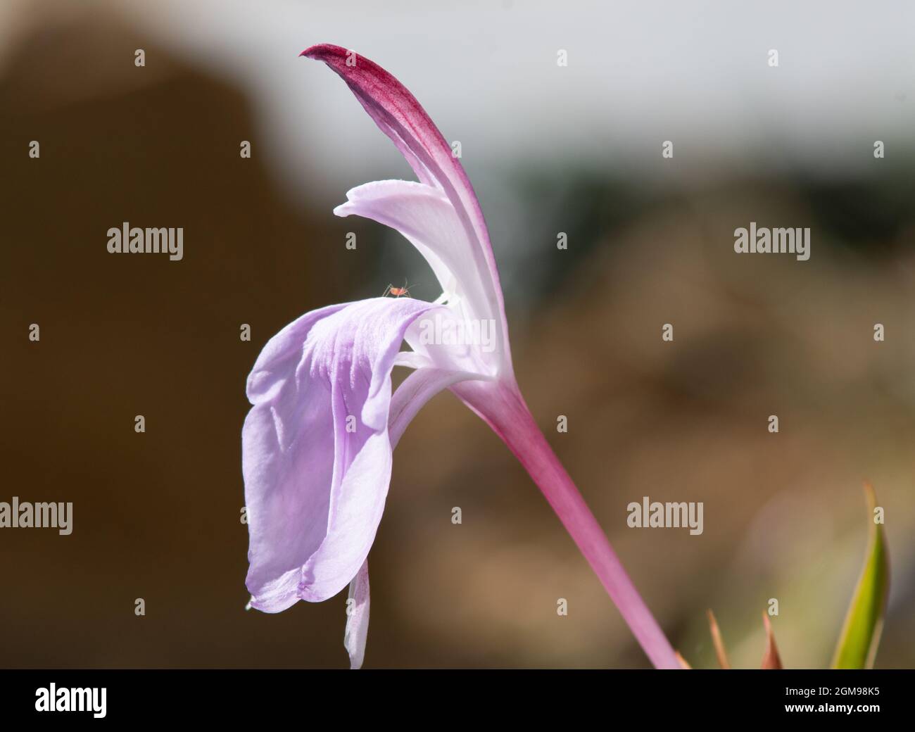 Roscoea purpurpurea Spice Island Foto Stock