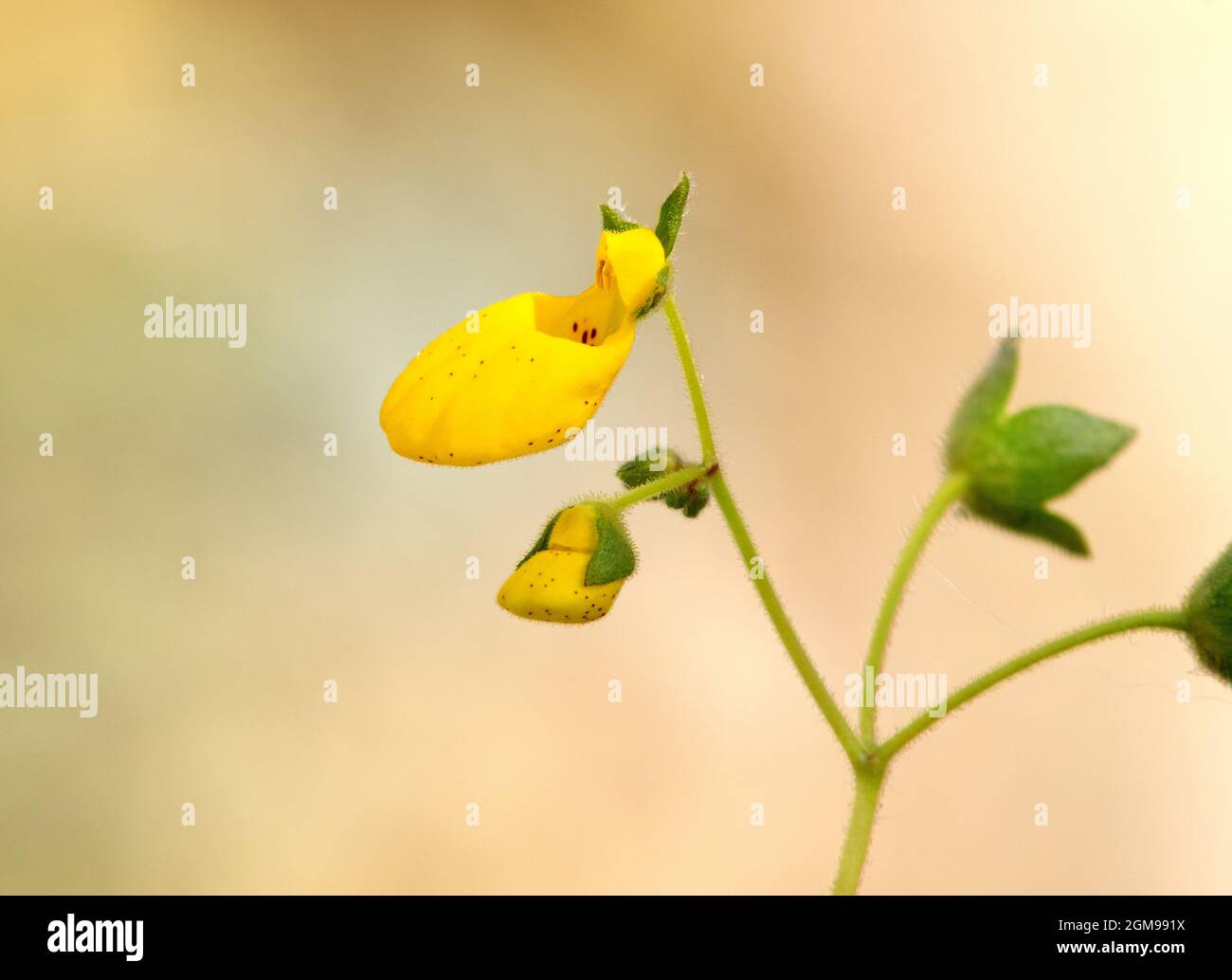 Calceolaria mollissima Foto Stock