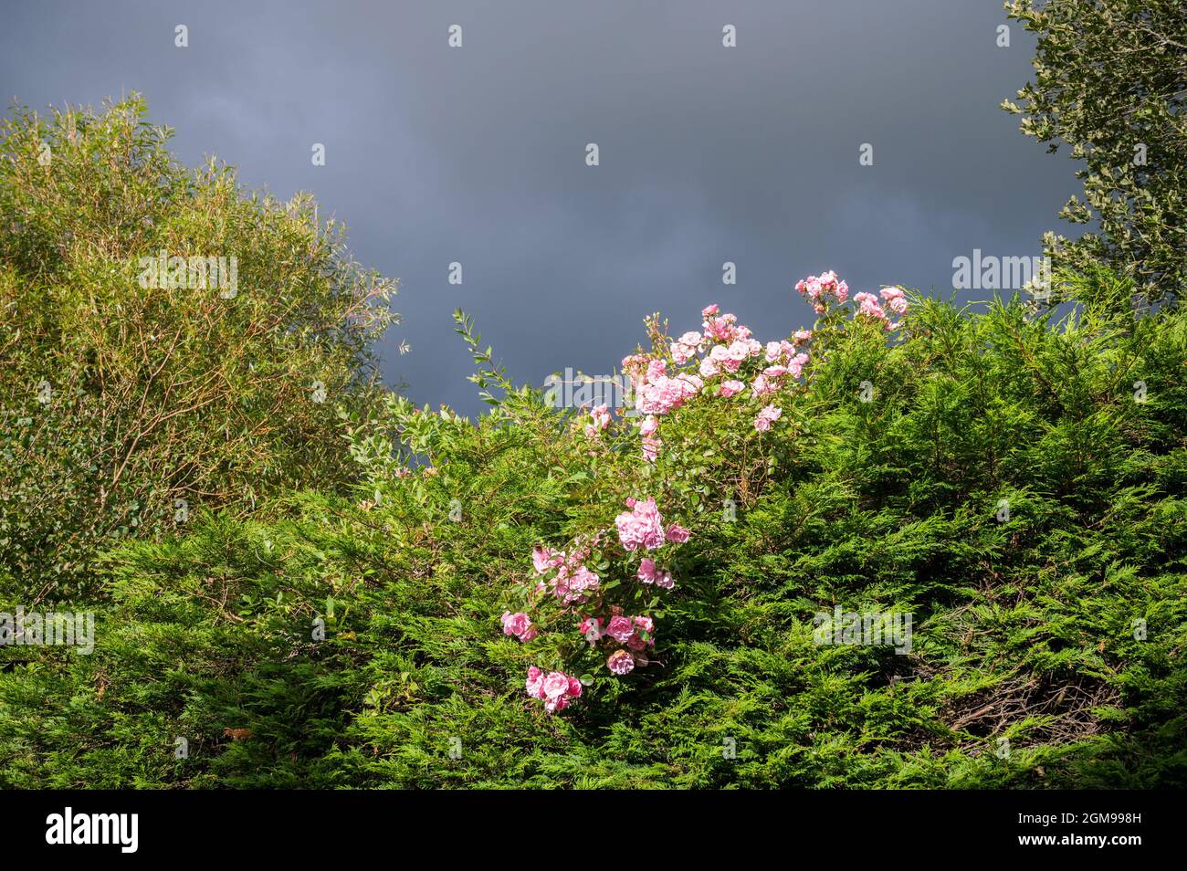 Cane rosa arrampicata e fioritura attraverso leylandii siepe in luce solare con cielo scuro minaccioso alle spalle. Foto Stock