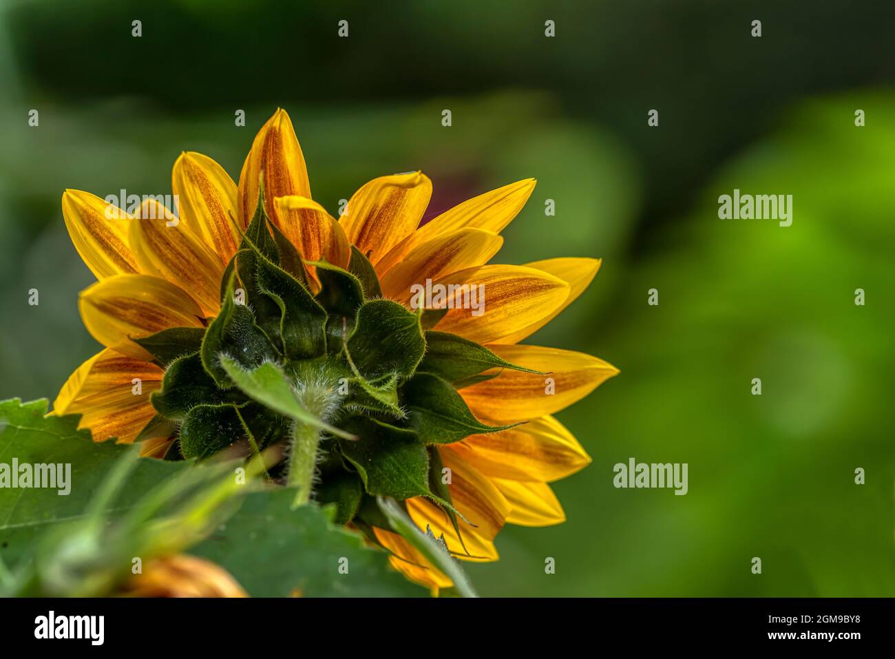 Primo piano di un fiore di girasole Foto Stock