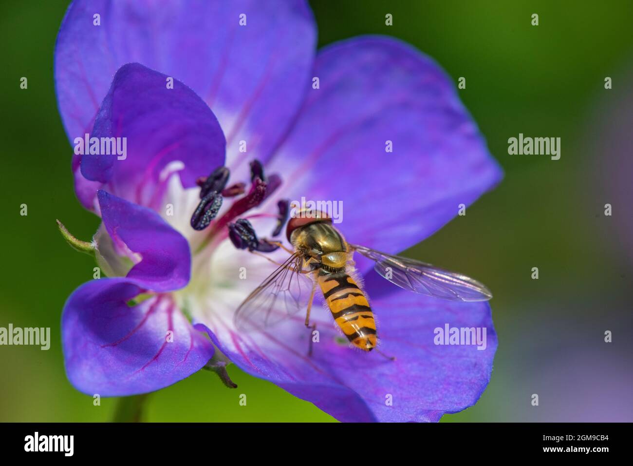Marmalata Hoverfly (Episyrphus balteatus) su un Geranium 'Rozanne' Foto Stock