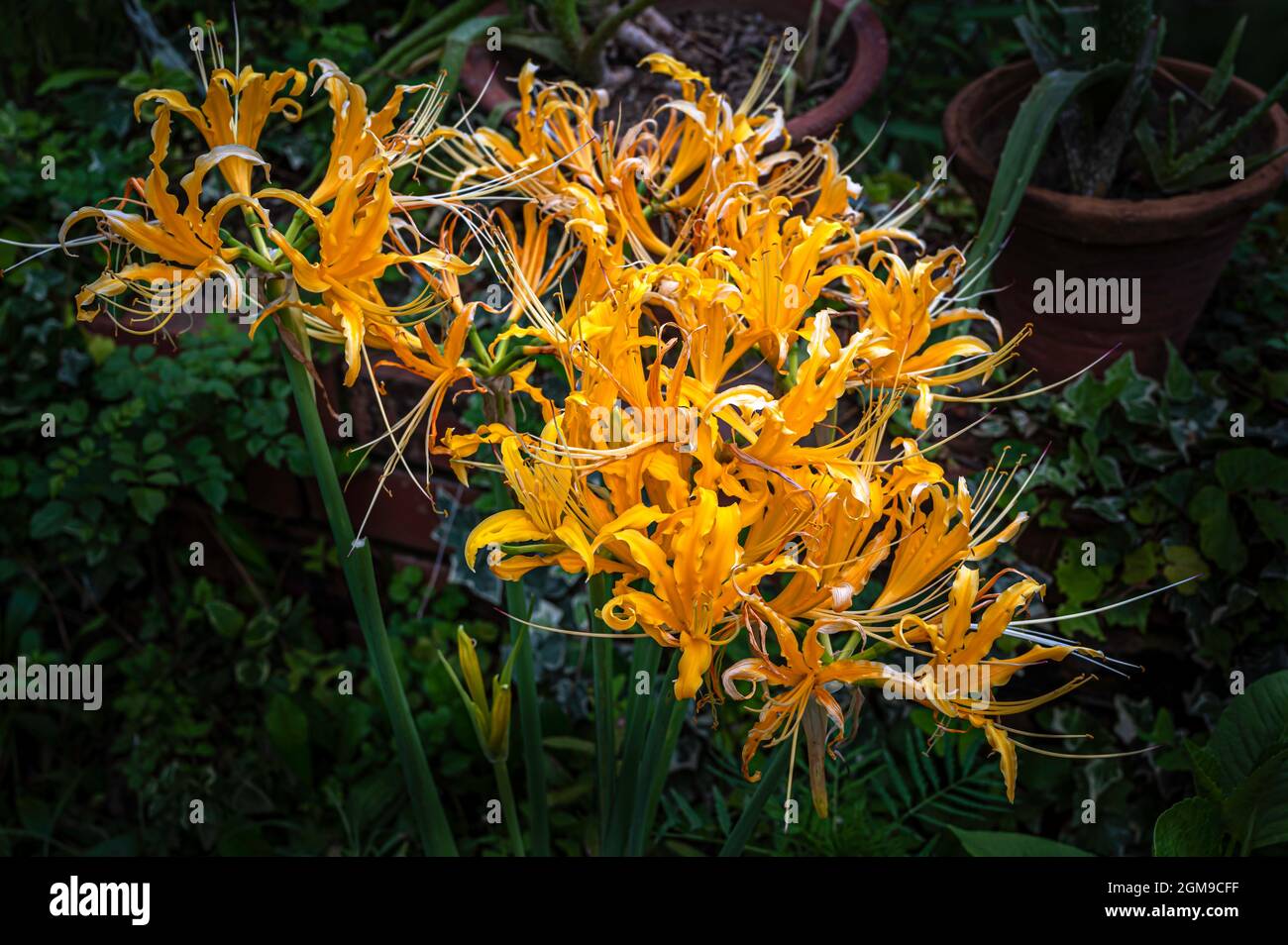 Giglio di ragno d'oro in fiore in un giardino Foto Stock