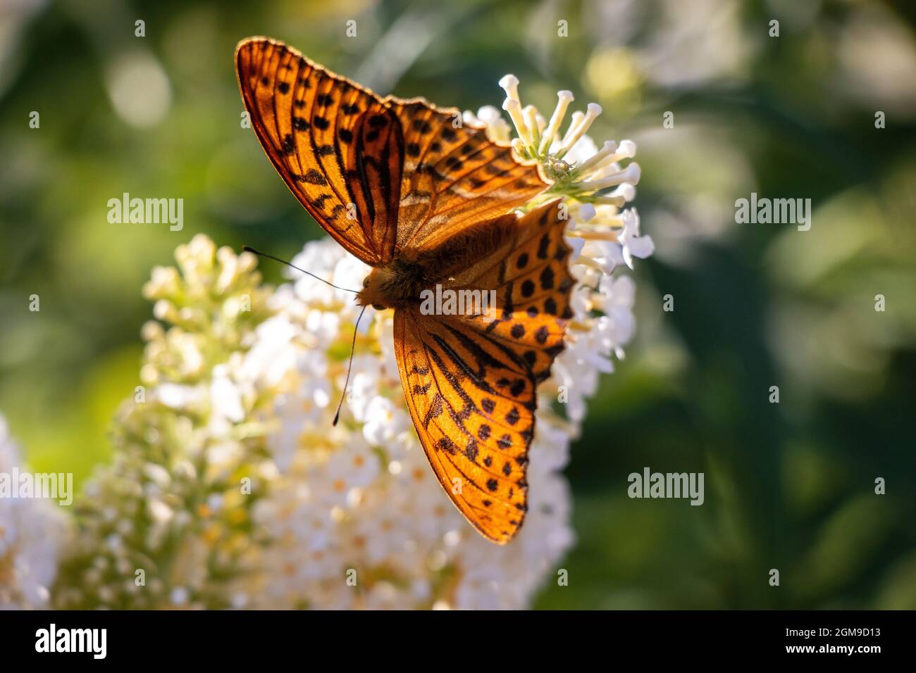 Butterfly Kaisermantel si trova a Lilac Foto Stock