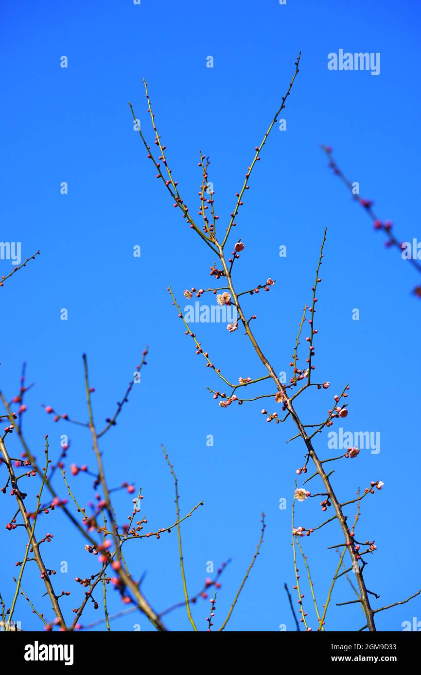 Fiore rosa blumi del giapponese ume albero di albicocca, Prunus mume Foto Stock