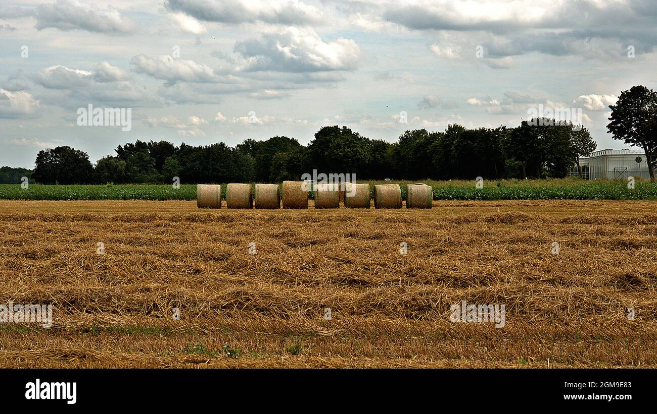 Vista su un campo rasato. Nella distanza sono le balle rotonde pressate di paglia. Foto Stock