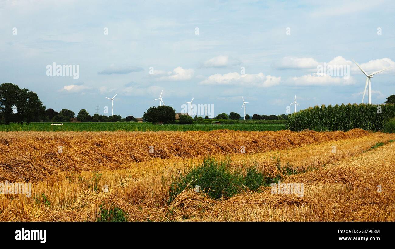 Vista su un campo rasato fino alla distanza. La paglia è ancora adagiata su un campo di tosatura per asciugarsi. In lontananza turbine eoliche per nuova energia. Foto Stock