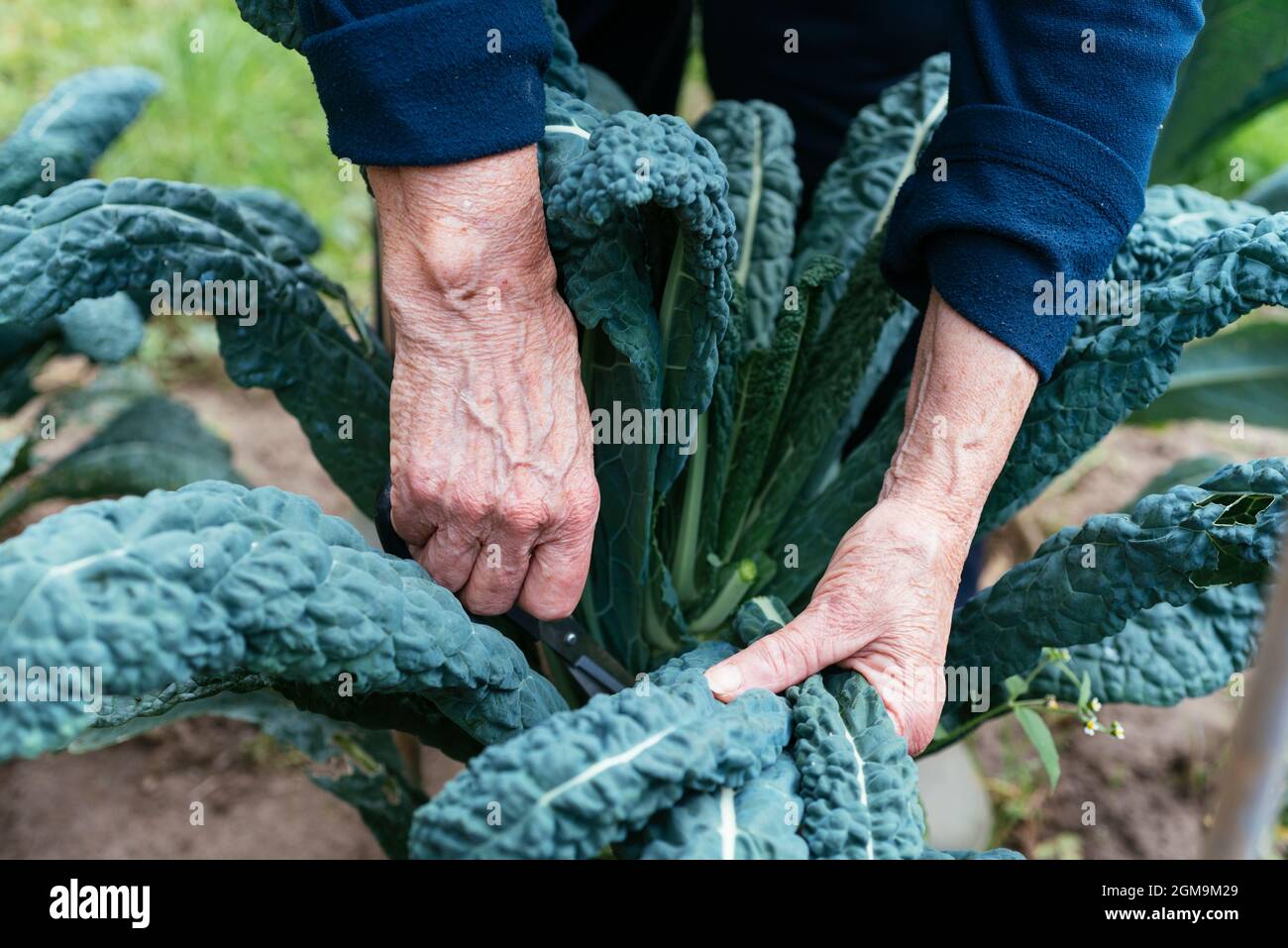 Giardiniere che raccoglie foglie di nero di Toscana kale. Foto Stock