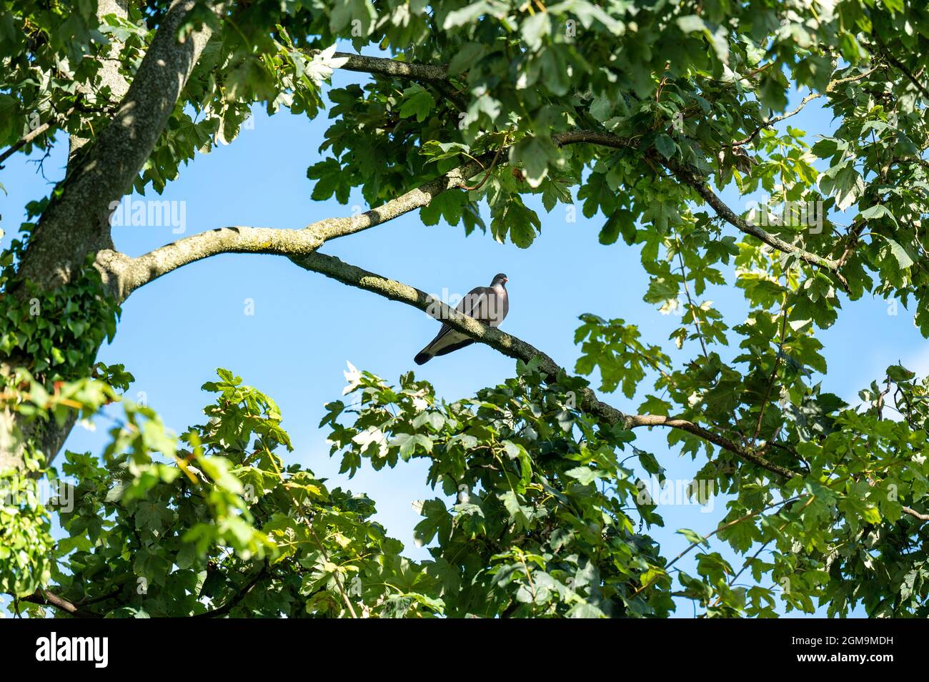 Piccione di legno comune in un albero di sicomoro al sole d'autunno. Foto Stock