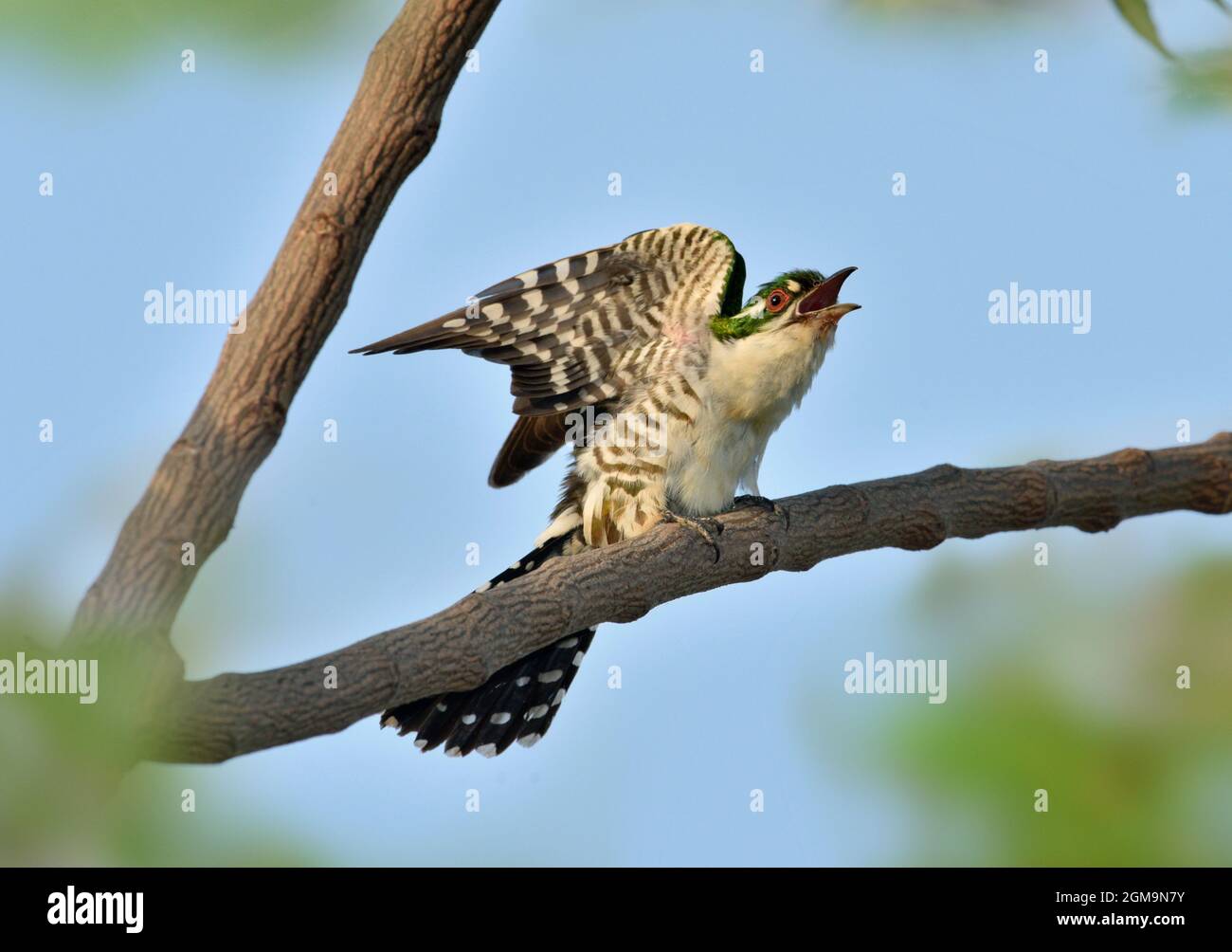 Diederik Cuckoo - Crisococcice caprio Foto Stock