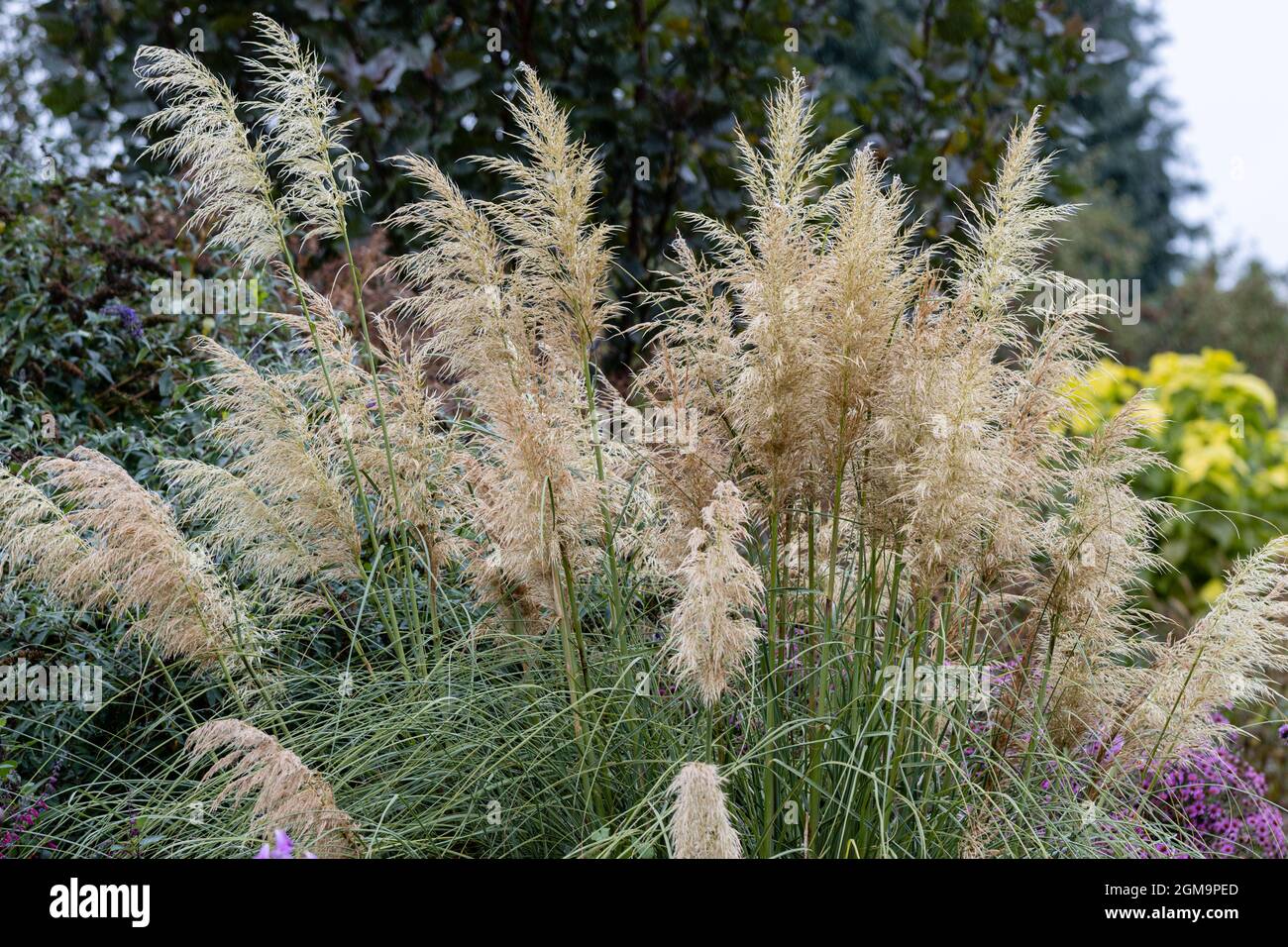 Grande Cortaderia selloana pianta in fiore in estate Foto Stock