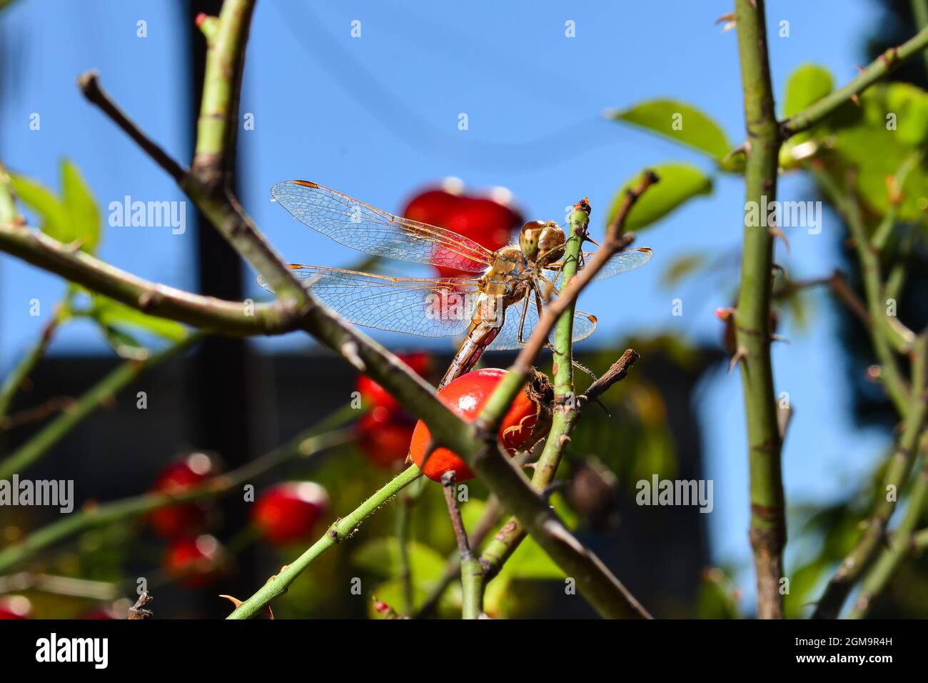 Autunno ancora vita con una libellula poggiata sui rami di un'anca rosa con bacche rosse Foto Stock