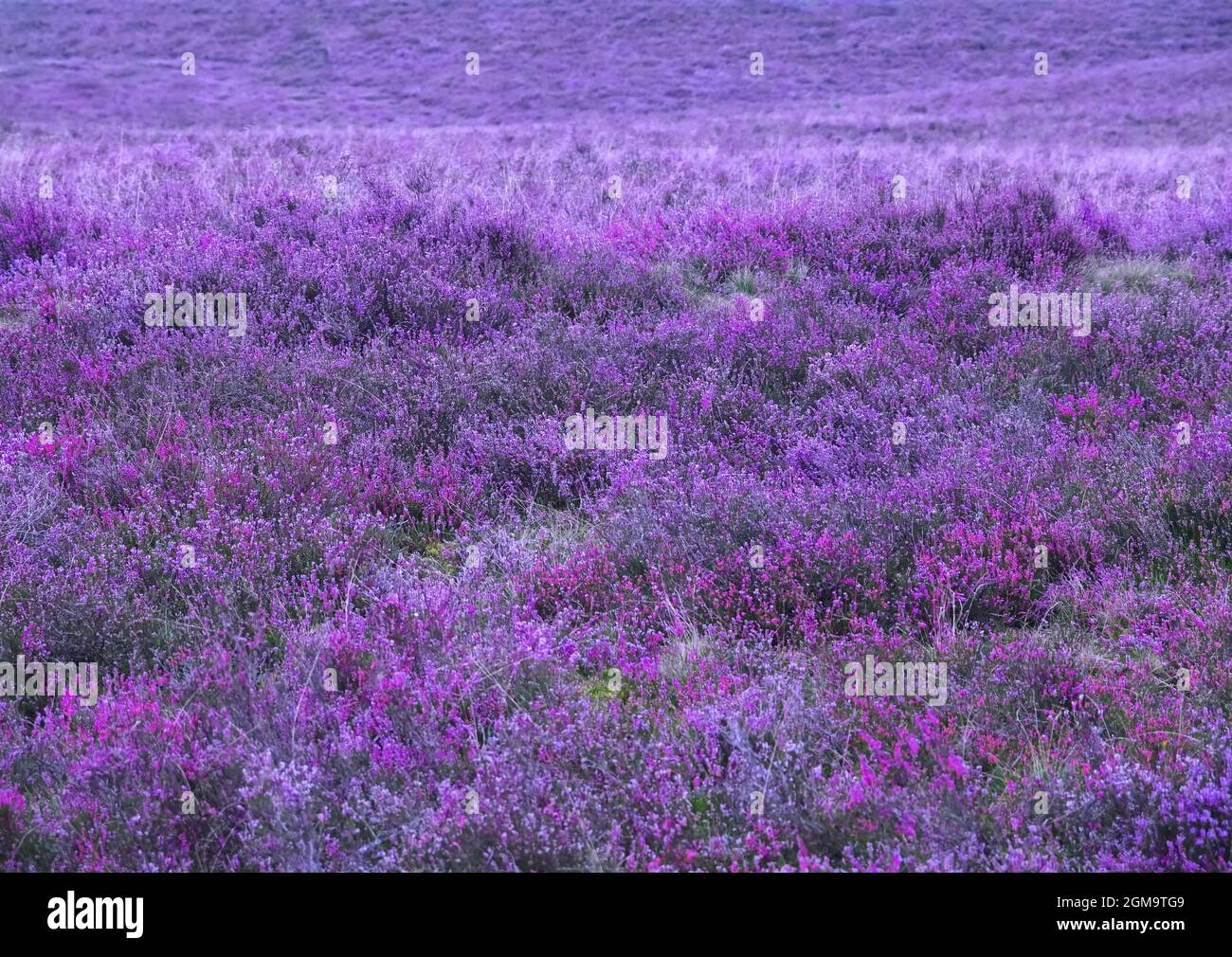 Colorato paesaggio rosa fiorente di erica Foto Stock