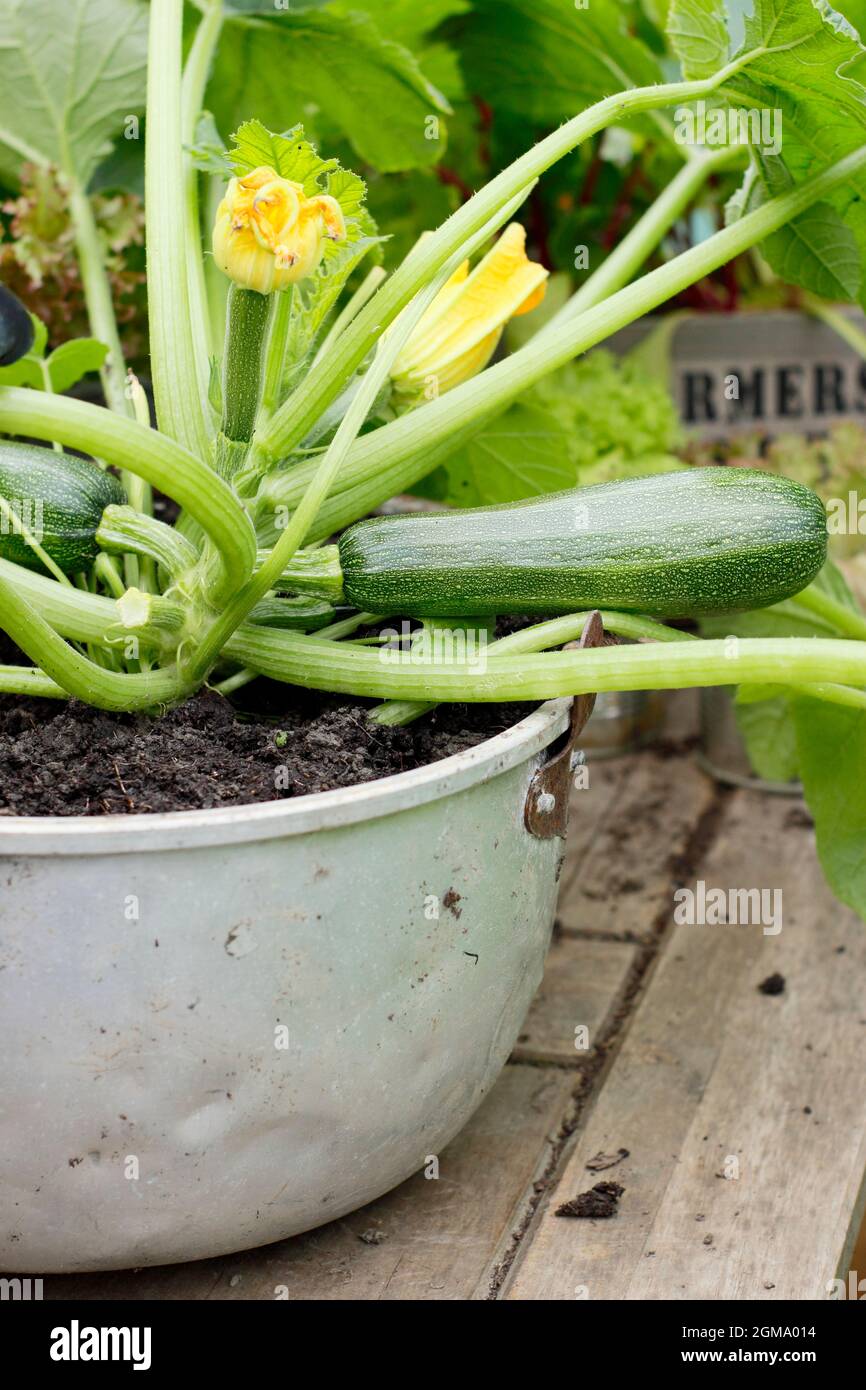 zucchine fresche nell'orto, zucchine vegetali fresche, zucchine di recente  sviluppo Foto stock - Alamy