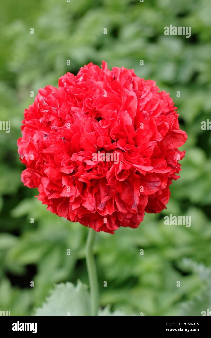 Papaver var. Paeoniflorum 'carlet Peony' papavero che mostra caratteristici doppi fiori Foto Stock