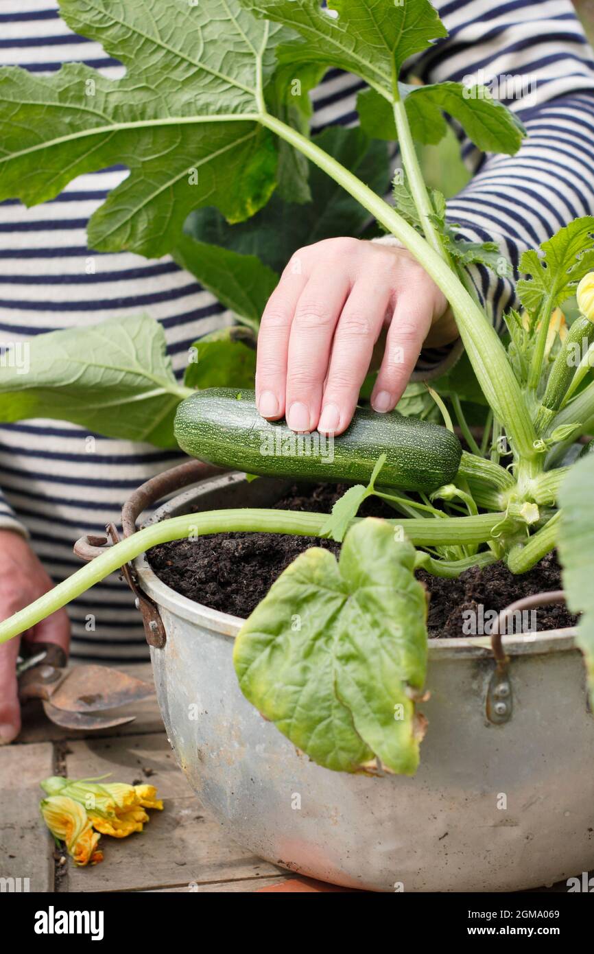 Raccogliere zucchine da un contenitore coltivato pianta in un giardino domestico. Cucurbita pepo 'Defender'. Foto Stock