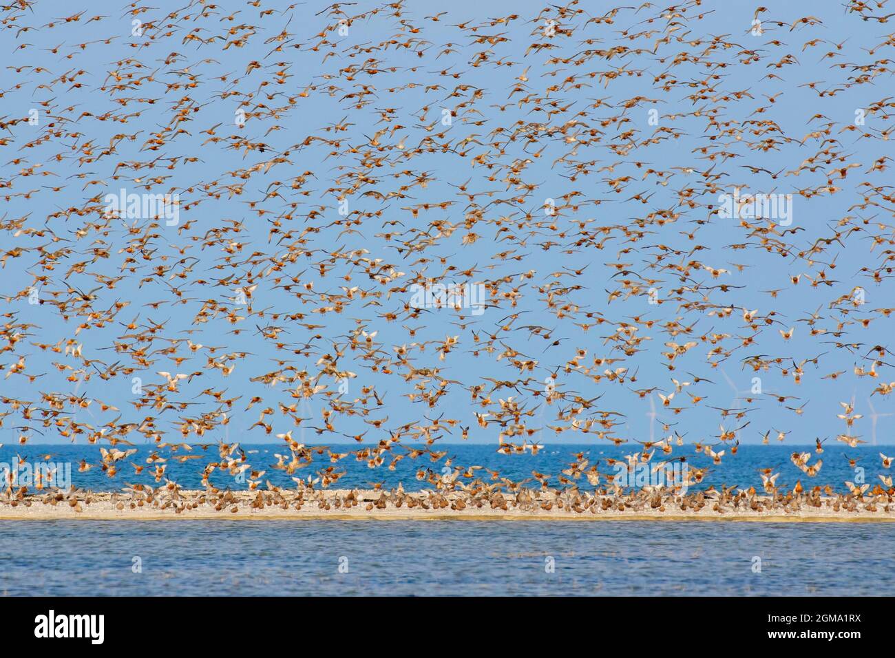 Nodo rosso (Calidris canutus) gregge di nodi rossi in piombi di allevamento che volano sulla spiaggia lungo il Parco Nazionale del Mare di Schleswig-Holstein, Germania Foto Stock