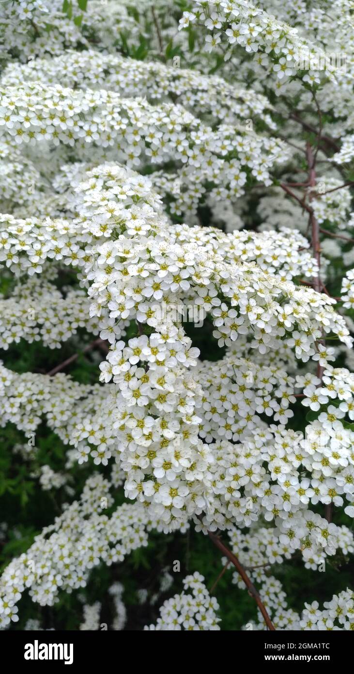 Piante di Alyssum in fiore da vicino, famiglia Cabbageidae Foto Stock