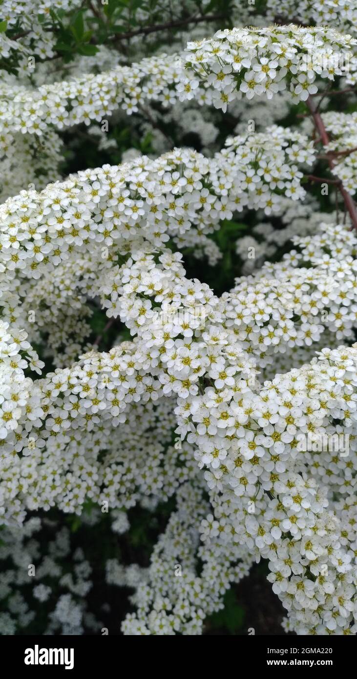 Piante di Alyssum in fiore da vicino, famiglia Cabbageidae Foto Stock