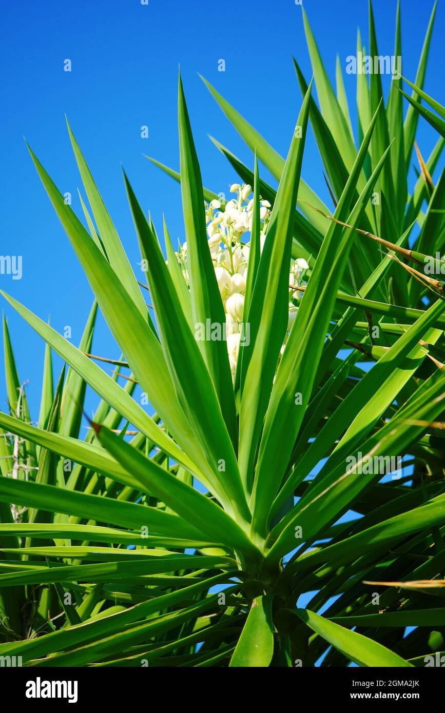 Primo piano di Yucca albero o Yucca filamentosa foglie e fiori. Foto Stock