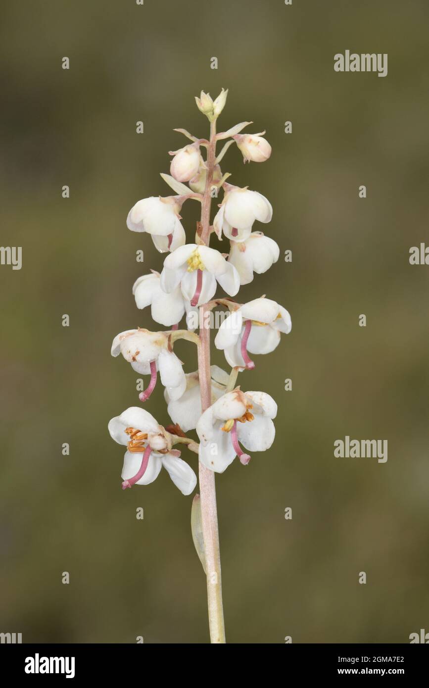 Pyrola rotundifolia subsp norvegica - Varanger, Norvegia Foto Stock