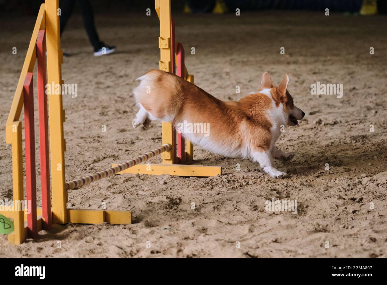 Velocità e agilità, sport con cane. Rossi corgi gallesi Pembroke senza coda corre veloce e salta su barriera alle competizioni di agilità. Foto Stock