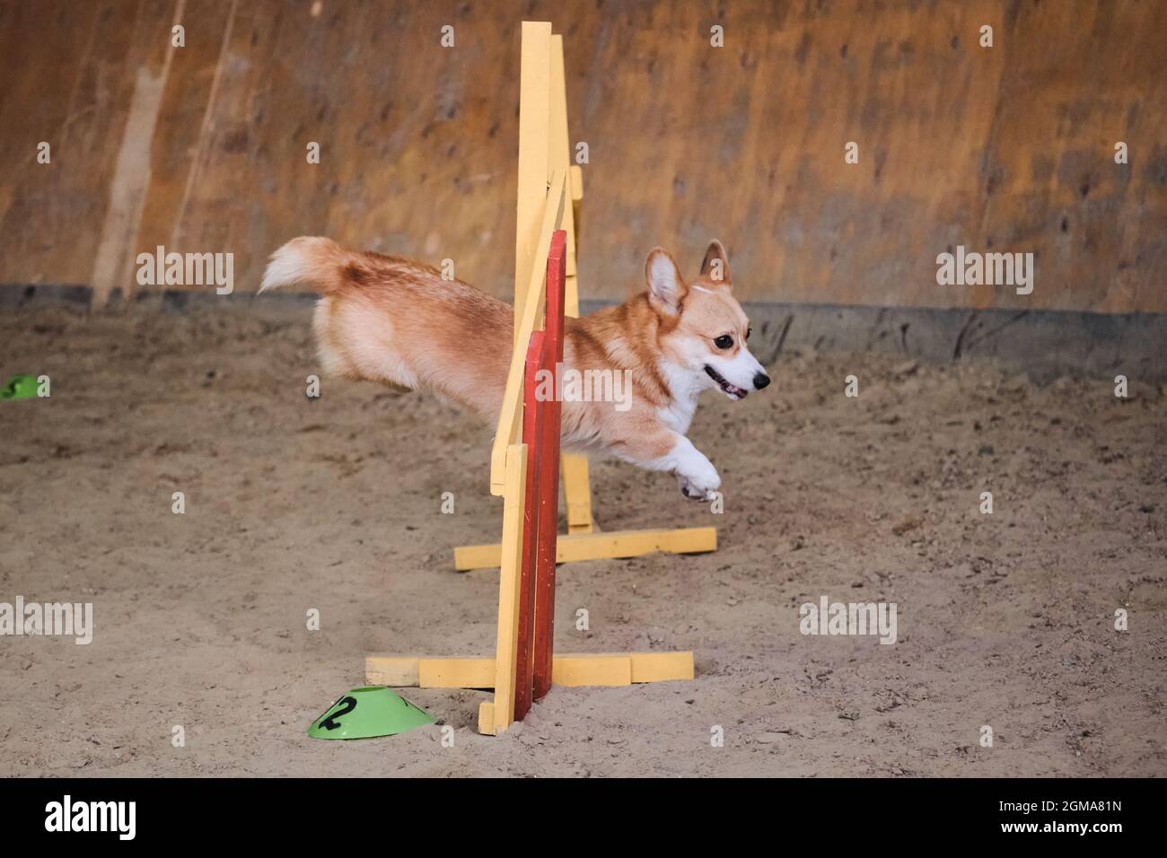 Velocità e agilità, sport con cane. Rossi corgi gallesi Pembroke senza coda corre veloce e salta su barriera alle competizioni di agilità. Foto Stock