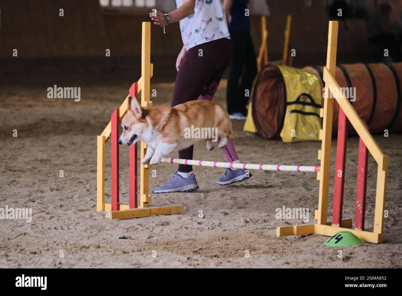 Velocità e agilità. Rossi corgi gallesi Pembroke senza coda corre veloce e salta su barriera alle competizioni di agilità. Il proprietario lavora con l'animale domestico nello stesso t Foto Stock