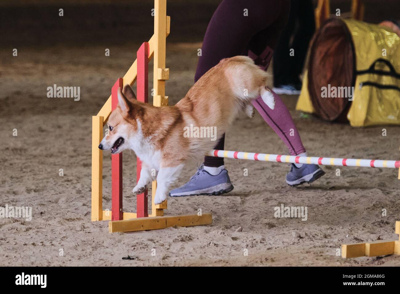 Velocità e agilità. Rossi corgi gallesi Pembroke senza coda corre veloce e salta su barriera alle competizioni di agilità. Il proprietario lavora con l'animale domestico nello stesso t Foto Stock