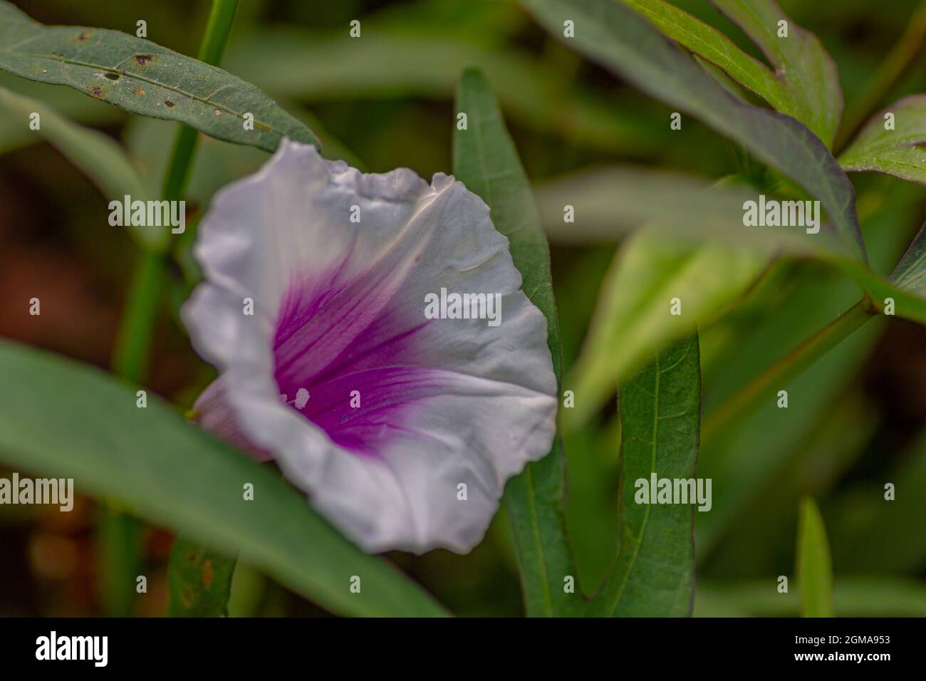 Fiori di patate dolci viola e bianche, situati in un caldo campo tropicale Foto Stock
