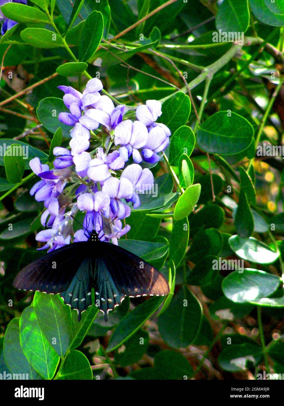 Bella farfalla su una Wisteria blu nel giardino Foto Stock