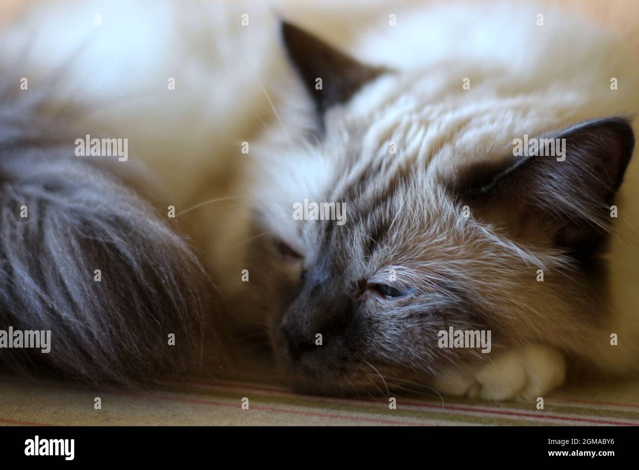 Dolce Kiity Cat Sacro Birman Foto Stock