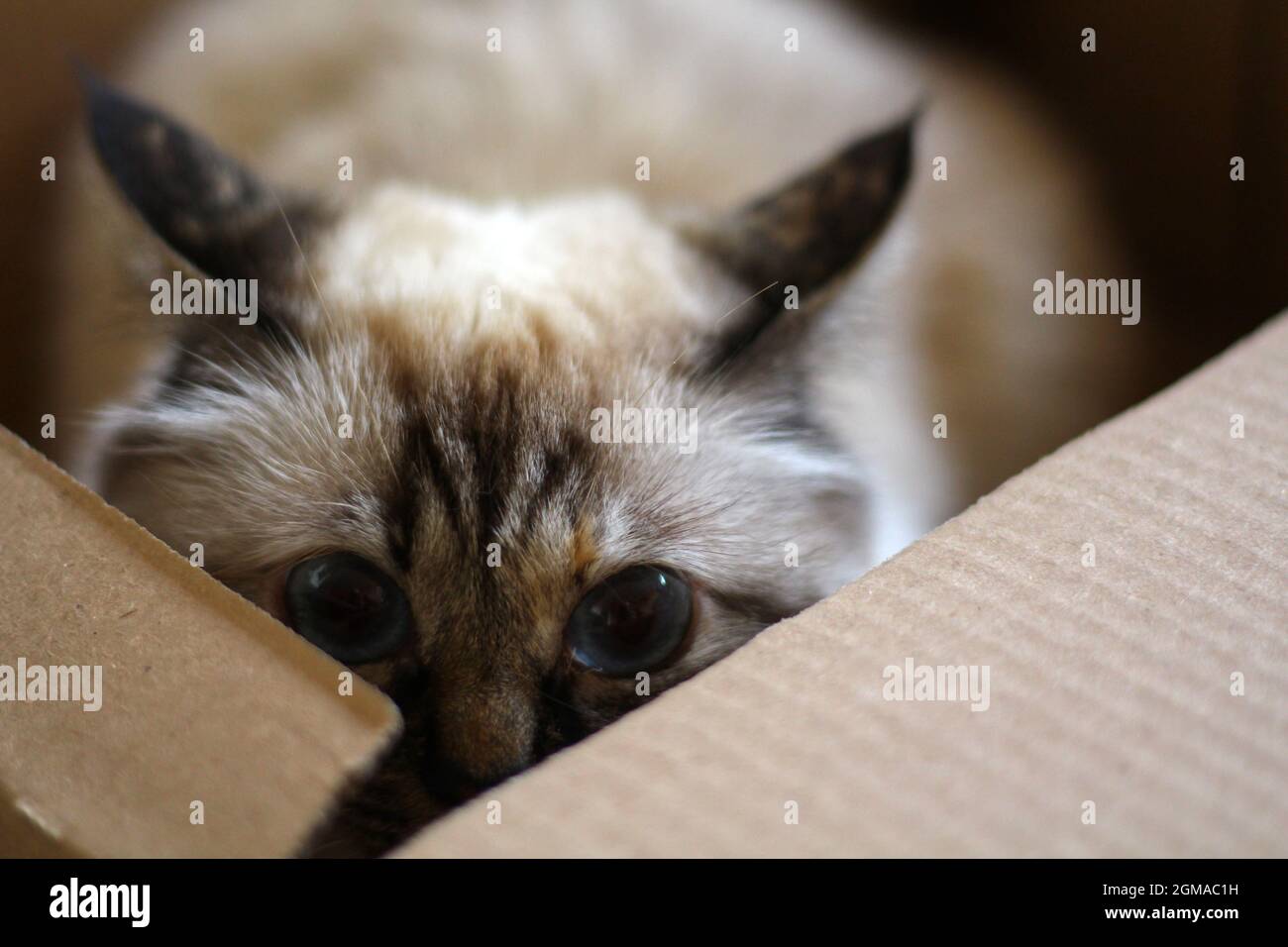 Dolce Kiity Cat Sacro Birman Foto Stock