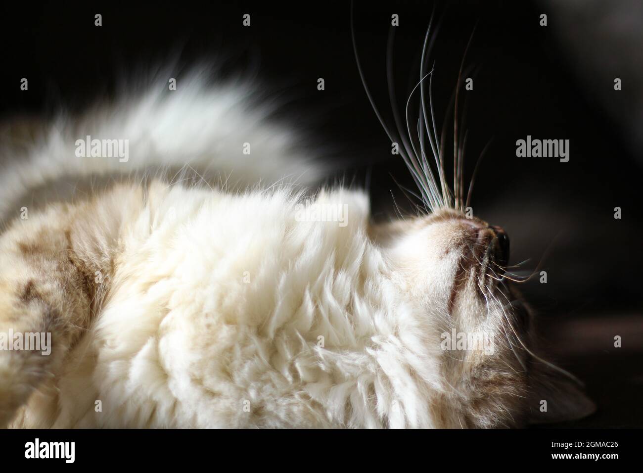 Dolce Kiity Cat Sacro Birman Foto Stock