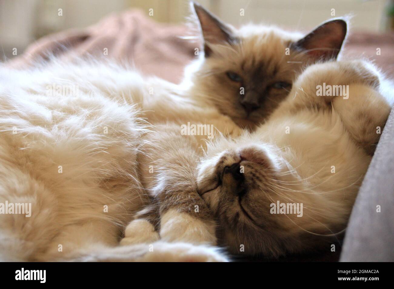 Dolce Kiity Cat Sacro Birman Foto Stock
