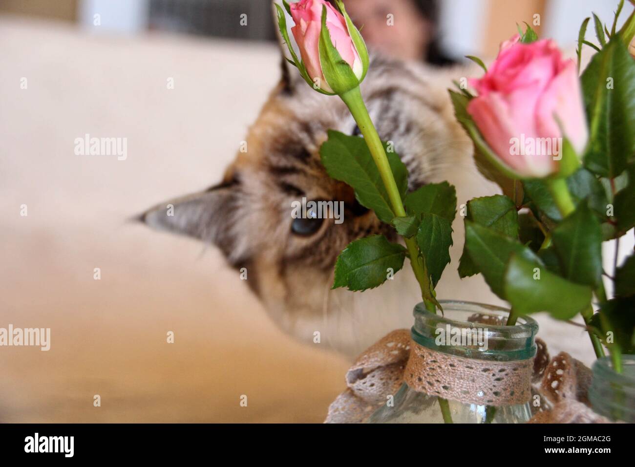 Dolce Kiity Cat Sacro Birman Foto Stock