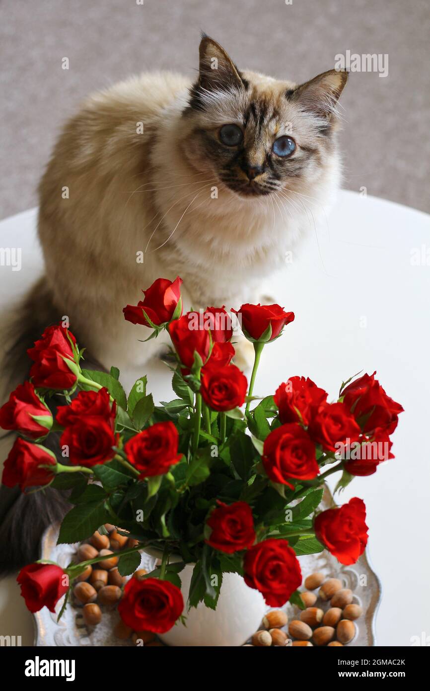 Dolce Kiity Cat Sacro Birman Foto Stock