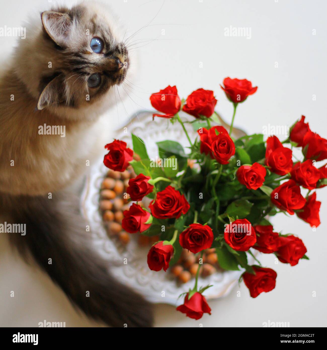 Dolce Kiity Cat Sacro Birman Foto Stock