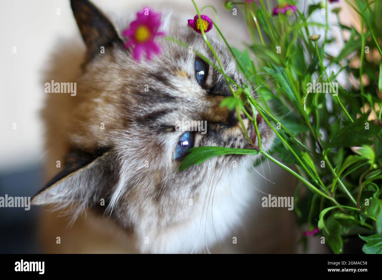 Dolce Kiity Cat Sacro Birman Foto Stock
