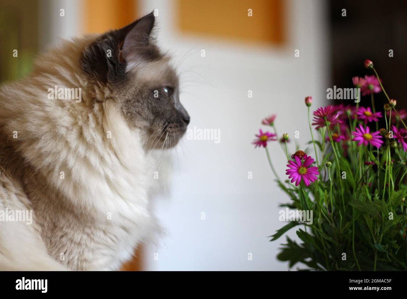 Dolce Kiity Cat Sacro Birman Foto Stock