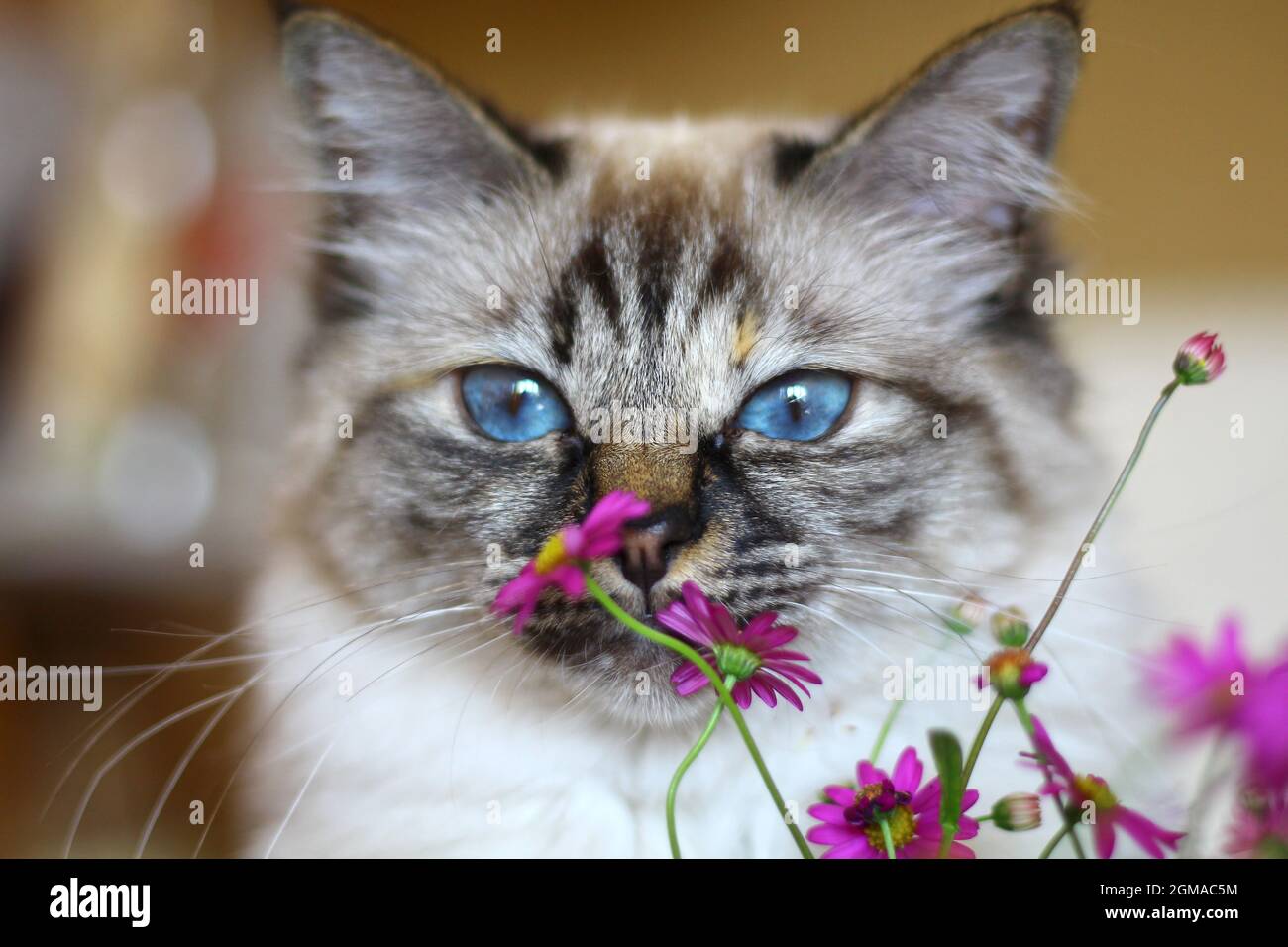 Dolce Kiity Cat Sacro Birman Foto Stock