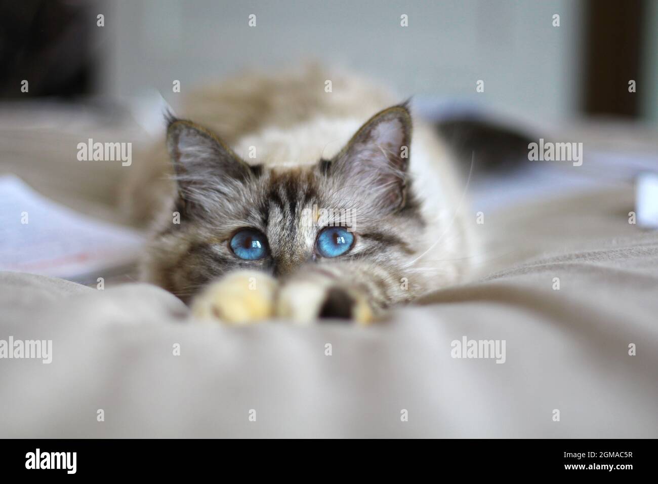 Dolce Kiity Cat Sacro Birman Foto Stock