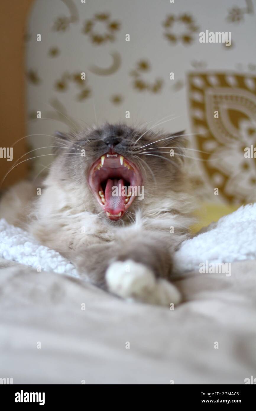 Dolce Kiity Cat Sacro Birman Foto Stock