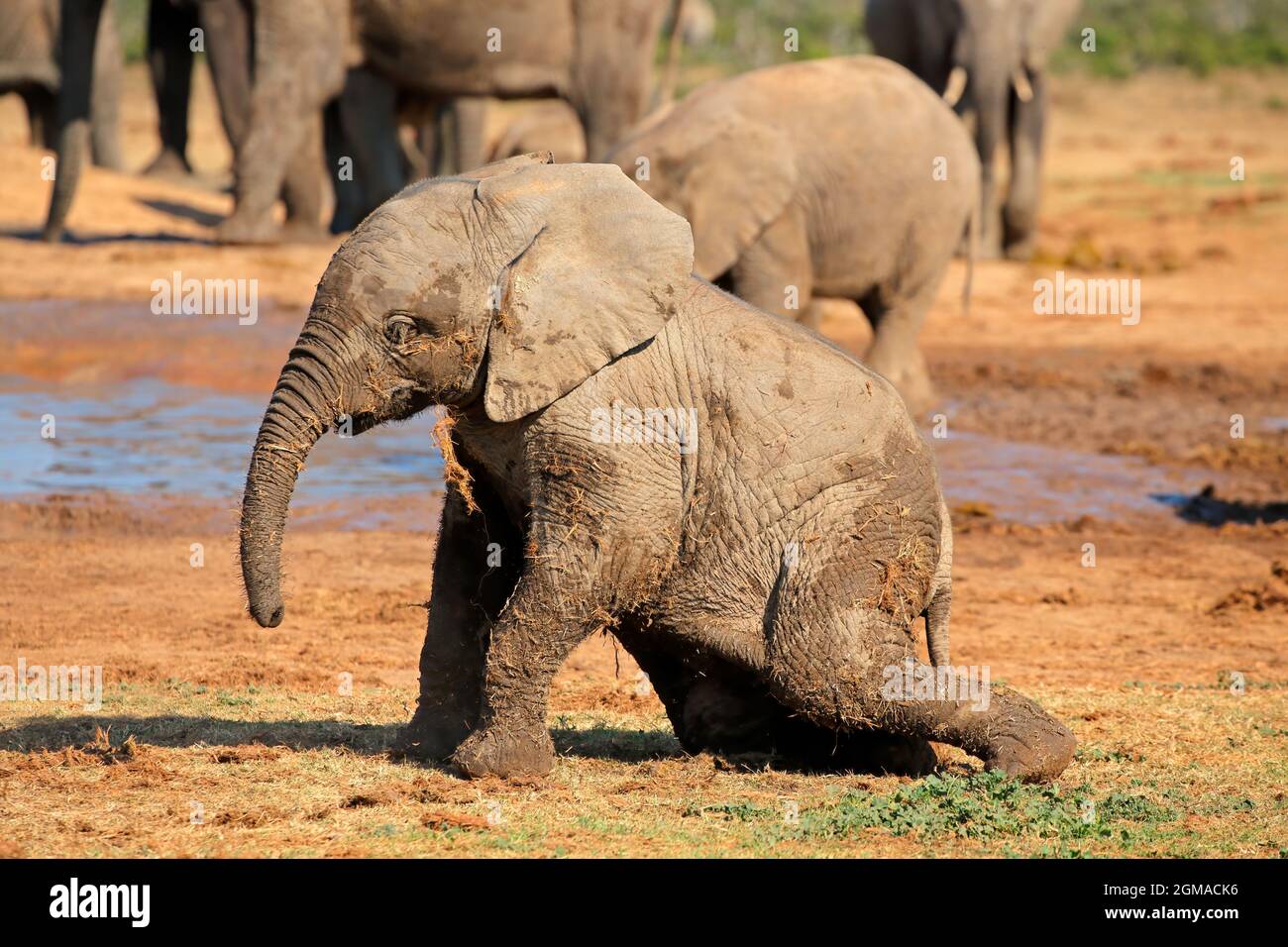 Un simpatico elefante africano (Loxodonta africana) che gioca, Addo Elephant National Park, Sudafrica Foto Stock