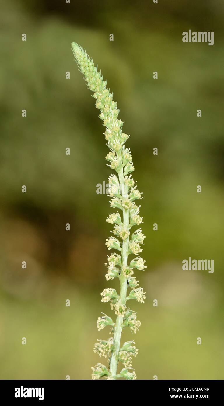 Saldatura - Reseda luteola Foto Stock