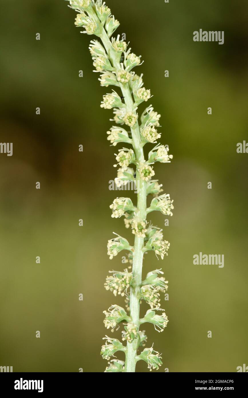Saldatura - Reseda luteola Foto Stock
