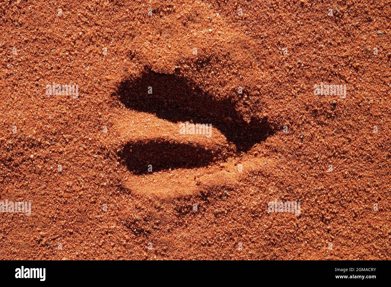 Hoof impronta di un antilope africano in sabbia morbida Foto Stock