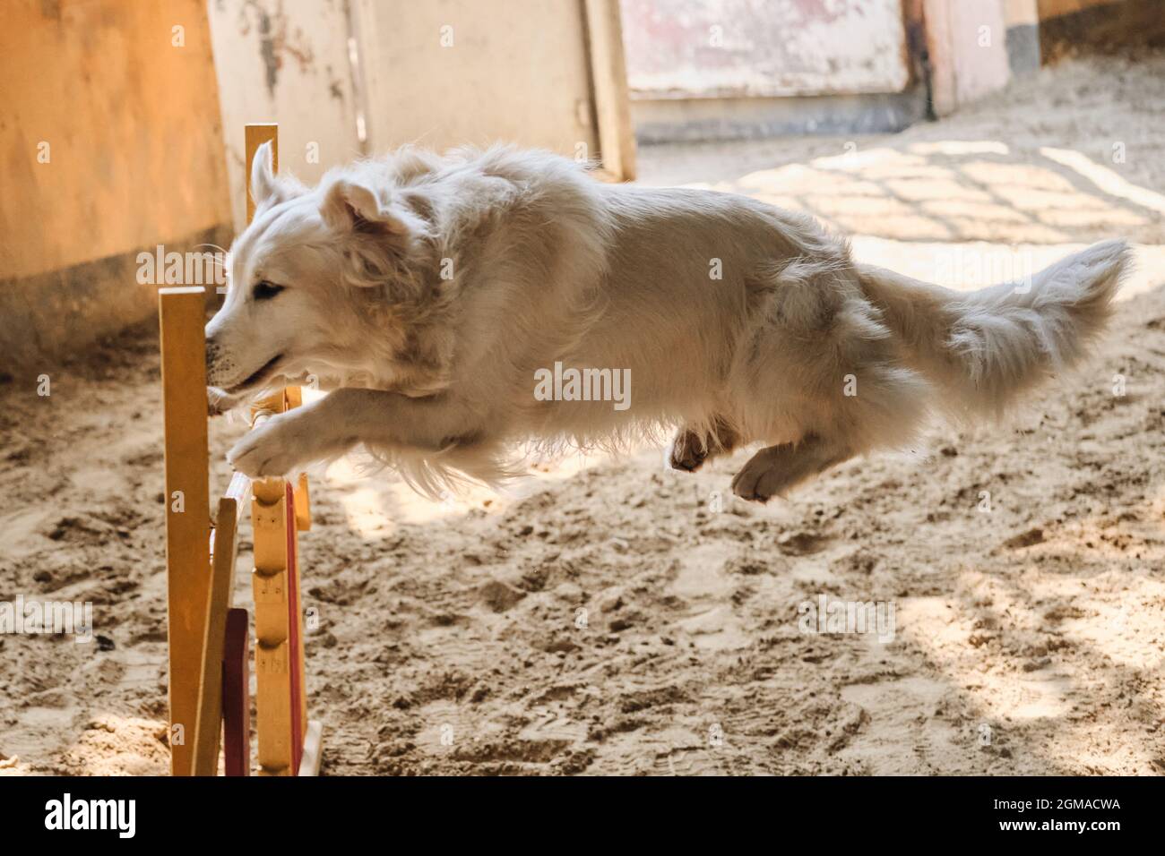 Velocità e agilità, sport con cane. Il Golden Retriever della luce ombra corre veloce e salta in alto oltre barriera in competizioni di agilità. Foto Stock