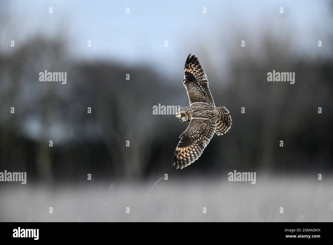 Corto-eared Owl - asio flammeus Foto Stock
