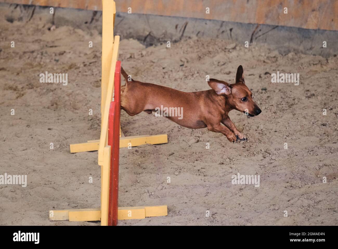 Velocità e agilità, sport con cane. Il dachshund nano dai capelli corti di colore rosso corre veloce e salta su barriera alle competizioni di agilità. Molto attivo Foto Stock